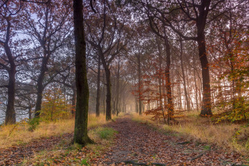 Фото бесплатно осенний лес, закат в лесу, природа, деревья, растения, река, туман