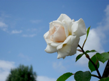 белая роза, цветок, голубое небо