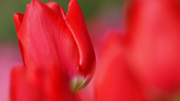 quit hd wallpaper, красный тюльпан, весенний цветок, размытость, макро