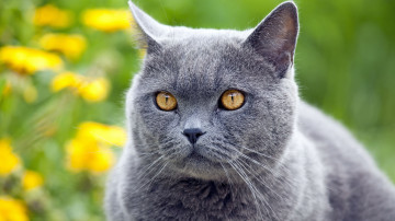серый кот британец, домашние любимцы, животные