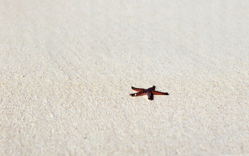 минимализм, морская звезда на песке, качественные обои на рабочий стол, Minimalism, starfish on the sand, high-quality wallpapers