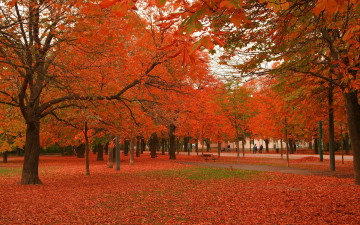 Фото бесплатно парк, осень, листья, красный оттенок, природа