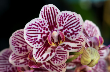 полосатые орхидеи, крупным планом, цветы
