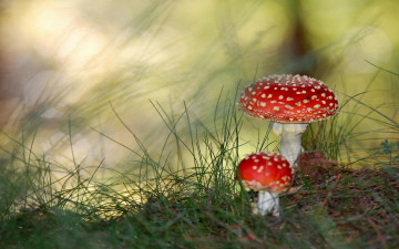 мухоморы, грибы, красная шапочка с белыми точками, макро, трава, природа, Fly agarics, mushrooms, red cap with white dots, macro, grass, nature