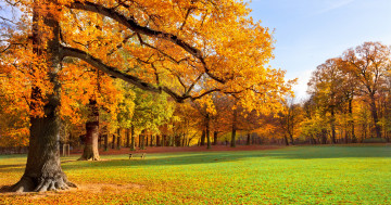 Обои на рабочий стол желтые деревья, пейзаж, парк, осень, трава, листья, природа