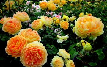 желтые розы, кусты, цветы, заставки на экран, Yellow roses, bushes, flowers, screen savers