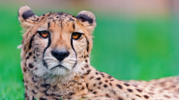 Фото бесплатно обои гепард, дикая природа, кошки, 3840х2160 4к обои