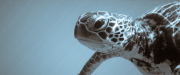 морская черепаха, плывет под водой