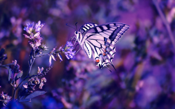 Фото бесплатно обои бабочка, размытый фон, насекомые, хамелеон, макро