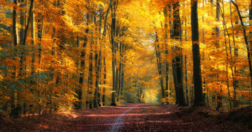 золотая осень в лесу, красивый осенний пейзаж скачать