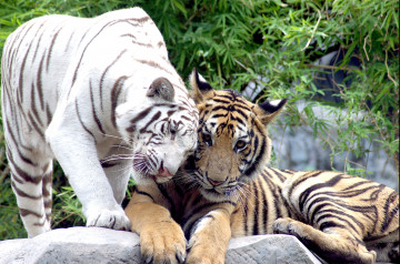 белый тигр, Амурский тигр, большие дикие кошки