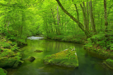 деревья, камни, вода, лес, природа, зелень