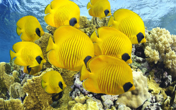желтые морские рыбки, подводный мир, глубина, дайвинг, красивые обои, Yellow sea fish, underwater world, depth, diving, beautiful wallpaper