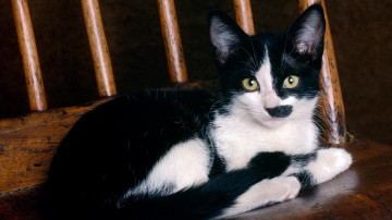 Фото бесплатно чёрно-белая кошка, домашние любимцы, кошка, животное, пушистик