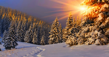 зима, снег, хвойный лес, утро, рассвет, лучи солнца, природа