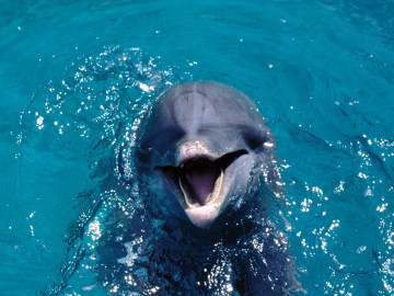 дельфин обыкновенный, море, океан, обои скачать на рабочий стол, Common dolphin, sea, ocean, download wallpaper on your desktop