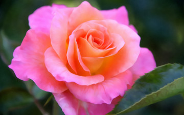 pink rose, flower, bud, leaf, розовая роза, цветок, бутон, лист