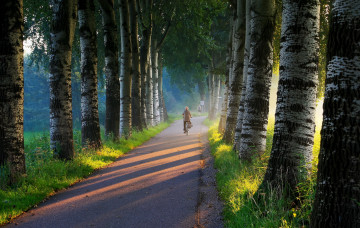 Фото бесплатно путь, деревья, путник, велосипедист, дорога, природа