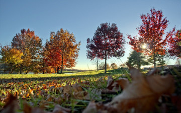 Фото бесплатно опавшие листья, деревья, осень