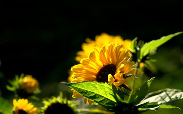 Фото бесплатно жёлтые цветы, листья, черный фон