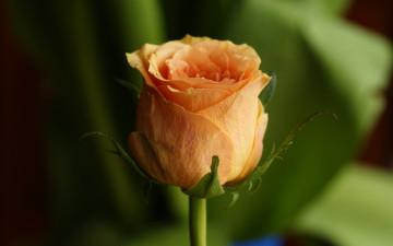 Фото бесплатно роза, бежевая роза, бутон, цветок, размытый фон