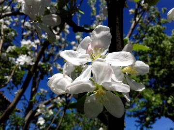 макро, цветы яблони, весна, фруктовое дерево, macro, flowers of apple, spring, fruit tree