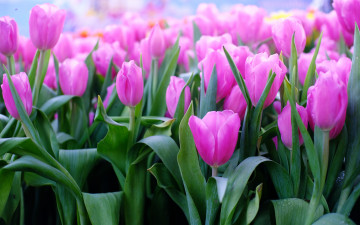 розовые тюльпаны, весенние цветы, поле цветов, весна, праздник, pink tulips, spring flowers, field of flowers, spring, holiday