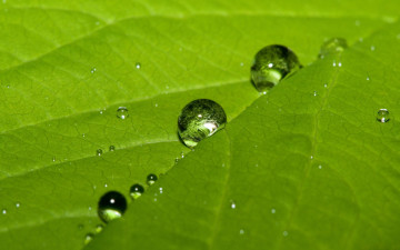 зеленый лист, капли, роса, макро, яркие, красивые заставки, Green leaf, drops, dew, macro, bright, beautiful screensaver