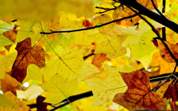 Фото бесплатно солнечный свет, листья, ветвь