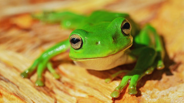 Pelophylax, зеленая лягушка, животные