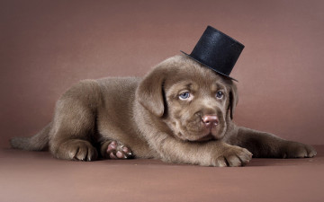щенок с чёрной шляпкой, собака, смешные домашние животные