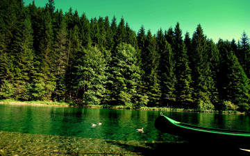 природа, хвойный лес, озеро, каноэ, утки, пейзаж, чудесные обои, Nature, coniferous forest, lake, canoe, ducks, landscape, wonderful wallpaper