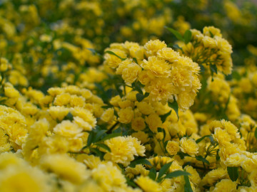 Фото бесплатно жёлтые цветы, сад, хризантемы