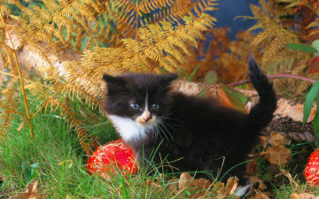 котенок черный с белым, пушистый, в траве, растения, домашние любимцы