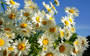 chamomile, flowers, bouquet, summer, blue sky, 3840х2400, 4К обои, ромашки, цветы, букет, лето, голубое небо