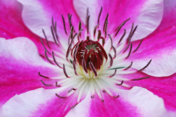 клематис, растение, розовый цветок крупным планом