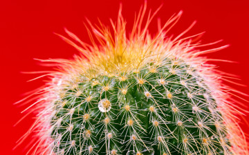 4К, macro, cactus, dewdrop on a needle, red background, макро, кактус, росинка на иголке, красный фон