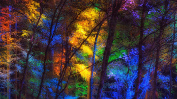 лес, ночь, цветные деревья, природа, ultra hd 4k wallpaper