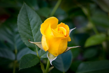 Красивая заставка розы, флора, цветок, желтая роза