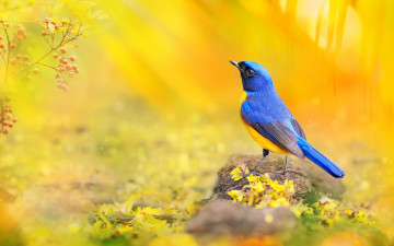 поющая синяя птичка природа желтый фон