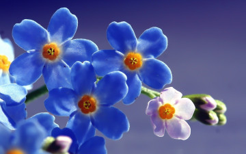 голубые цветы, макро, красивые обои на рабочий стол, blue flowers, macro, beautiful wallpapers on your desktop
