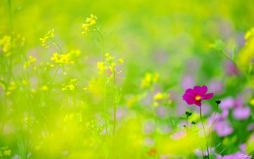 цветок, весна, желтый фон, хорошие обои для рабочего стола, flower, spring, yellow background, good wallpapers