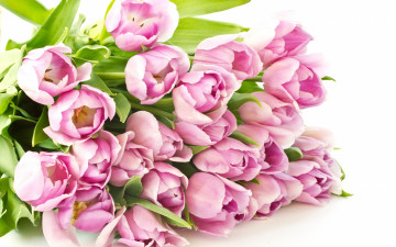 розовые тюльпаны, букет, бутоны, весенние цветы, обои скачать, Pink tulips, bouquet, buds, spring flowers, wallpaper download