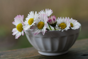 белые ромашки в белой чаше, цветы