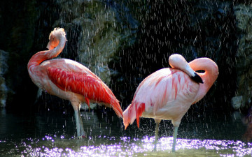 розовое фламинго, купающиеся птицы, обои,