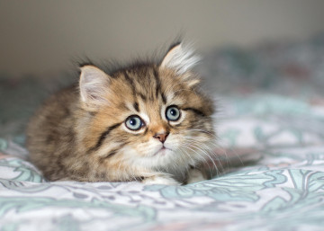 голубоглазый пушистый котенок на постели