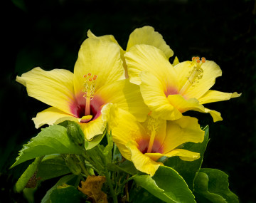 Фото бесплатно желтый цветок, флора, цветы, чёрный фон