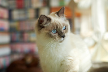 Фото бесплатно берман, котенок голубоглазый