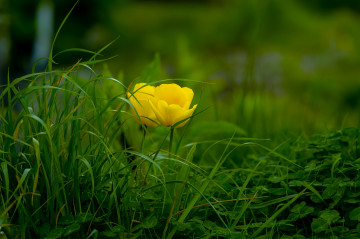 жёлтые тюльпаны, зелёная трава, природа, цветы, весна, зелёный фон