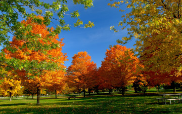 hd wallpaper, Park, autumn, nature, trees, yellow leaves, парк, осень, природа, деревья, желтые листья